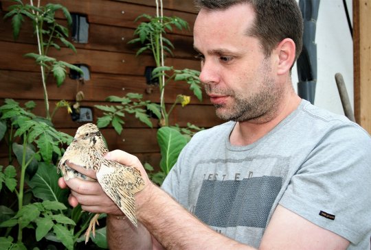 Greenplan Glenn + kwartel