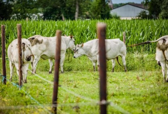 Piemontese runderen